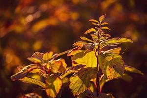 arbusto com amarelo folhas dentro fechar-se em uma caloroso outono dia dentro a jardim foto