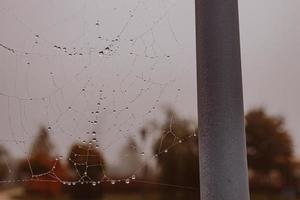 pequeno suave água gotas em uma aranha rede em a outono dia fechar-se ao ar livre foto