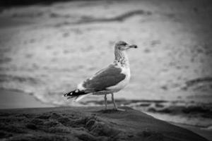 ampla gaivota pássaro em a costa do a báltico mar dentro Polônia foto