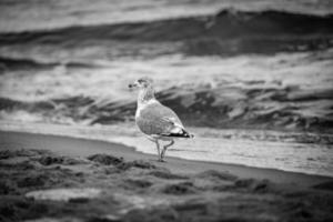 ampla gaivota pássaro em a costa do a báltico mar dentro Polônia foto