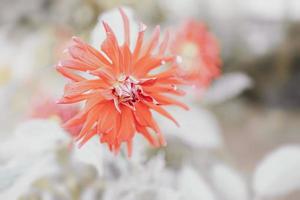 lindo dália flor dentro verão jardim em verde fundo foto