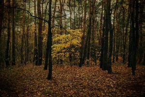 outono floresta panorama em cinzento novembro dia foto