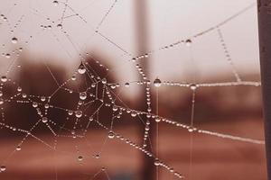 pequeno suave água gotas em uma aranha rede em a outono dia fechar-se ao ar livre foto