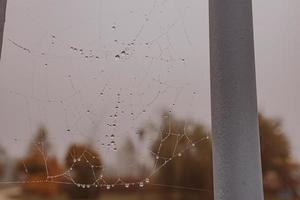 pequeno suave água gotas em uma aranha rede em a outono dia fechar-se ao ar livre foto