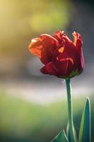 vermelho tulipa com água gotas dentro a jardim foto