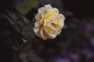 amarelo rosa em uma fundo do verde folhas dentro fechar-se em uma caloroso verão dia foto