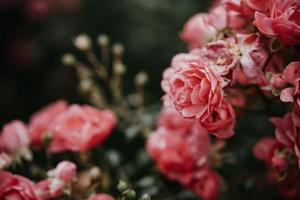 rosa dentro a jardim contra a fundo do verde folhas foto