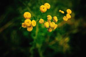 amarelo flor em uma verde fundo dentro outono Prado dentro fechar-se foto