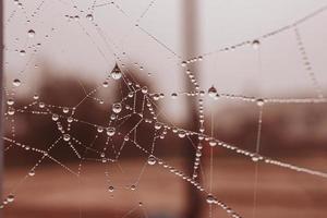 pequeno suave água gotas em uma aranha rede em a outono dia fechar-se ao ar livre foto