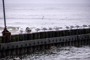 beira-mar panorama do a báltico mar em uma calma dia com uma de madeira quebra-mar e gaivotas sentado em isto foto
