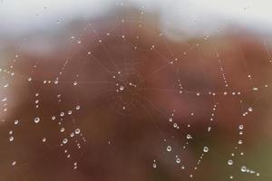 pequeno suave água gotas em uma aranha rede em a outono dia fechar-se ao ar livre foto