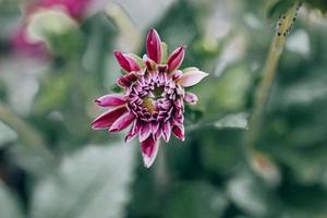 roxa dália dentro a jardim contra a fundo do verde folhas foto