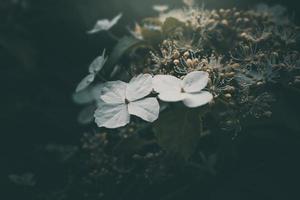 branco pequeno flor em a arbusto dentro a jardim foto