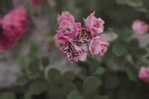 delicado Rosa rosa contra uma fundo do verde folhas dentro uma verão jardim foto