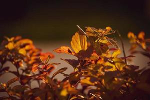 arbusto com amarelo folhas dentro fechar-se em uma caloroso outono dia dentro a jardim foto