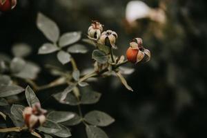 Rosa Mosqueta em a arbusto dentro a outono jardim foto