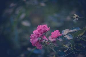 rosa dentro a jardim contra a fundo do verde folhas foto