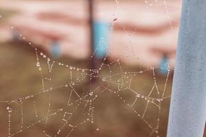 pequeno suave água gotas em uma aranha rede em a outono dia fechar-se ao ar livre foto