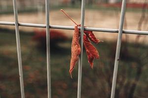 vermelho outono solitário folhas em uma metal cerca foto