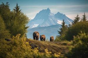 Castanho Urso e dois filhotes contra uma floresta e montanha pano de fundo às katmai nacional parque, Alaska foto