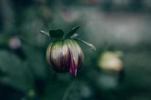 roxa dália dentro a jardim contra a fundo do verde folhas foto