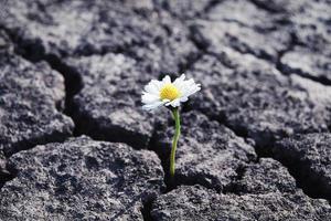 flor tem crescido dentro árido rachado estéril solo foto