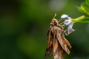 fechar acima borboleta aguentar em branco flor foto