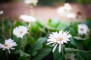 fechar acima gerbera flor dentro parque foto