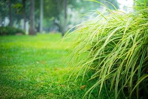 plantar dentro parque com luz foto