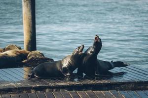 leões-marinhos em uma ponte de madeira foto