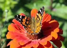 pintado senhora borboleta sentado em zínia flor foto