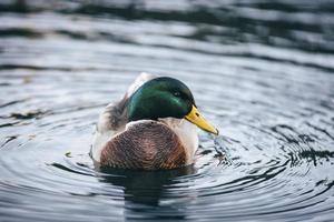close-up de um pato na água foto