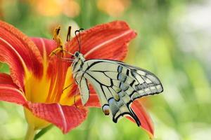 papilio machaon borboleta sentado em lírio foto