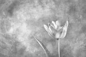 delicado Primavera amarelo solteiro tulipa dentro fechar-se em Preto branco fundo foto