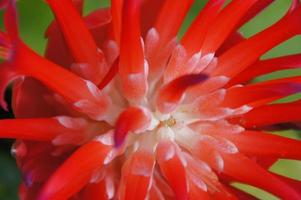 exótico flor crescendo dentro uma botânico jardim em a espanhol ilha do tenerife em uma verão caloroso ensolarado dia foto