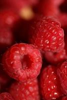 fundo do maduro vermelho framboesas frutas natural saudável vitaminas poder grande Tamanho Alto qualidade botânico impressão rubus fenicolasius família rosaceae foto