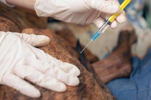 médico veterinário dá uma injeção em um cachorro doente foto