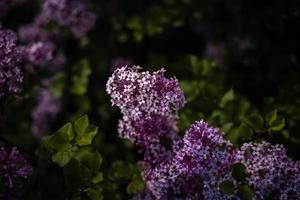 roxa lilás entre a verde folhas em a arbusto dentro a Primavera jardim foto