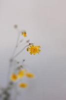 selvagem amarelo flor do uma dente de leão em a interessante fundo foto