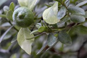 limão verde fresco na árvore na horta orgânica foto