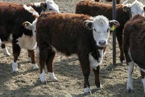 hereford gado Fazenda foto