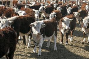 hereford gado Fazenda foto