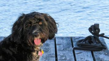 Português água cachorro em uma doca às a lago foto