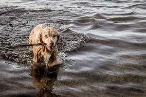 cachorro buscar uma bastão dentro a água foto