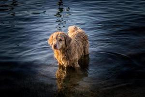 cachorro em pé dentro a oceano foto