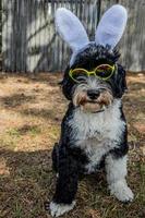 cachorro vestindo Coelho orelhas e Sol óculos foto