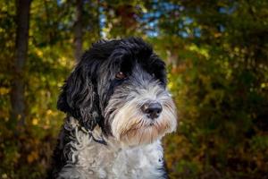 retrato do uma Português água cachorro ao ar livre foto