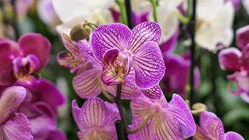 lindo phalaenopsis orquídeas dentro a estufa foto