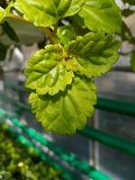 casa plantas crescendo dentro a estufa fechar acima foto