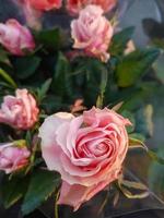 uma lindo rosa flores ao ar livre rosas dentro a jardim foto